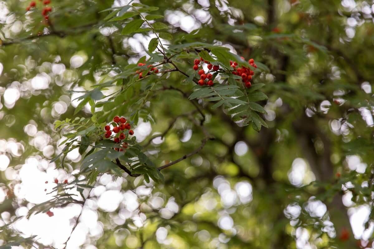 anna francis guided walk