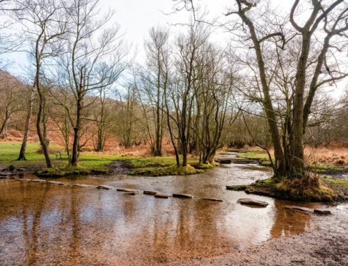 Lee leads Cannock Chase walk