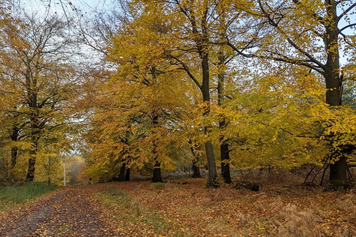 autumn cannock chase cannock chase