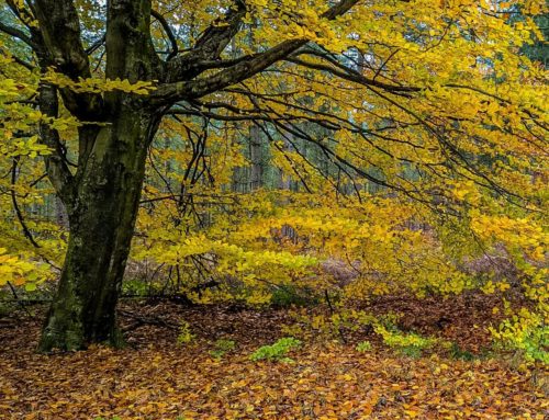Autumn colours on the Chase