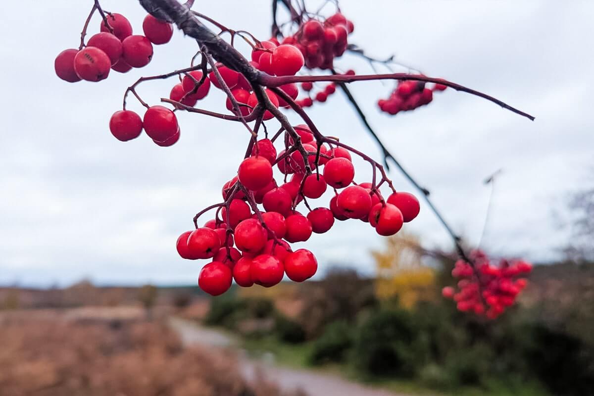 berries cannock chase cannock chase
