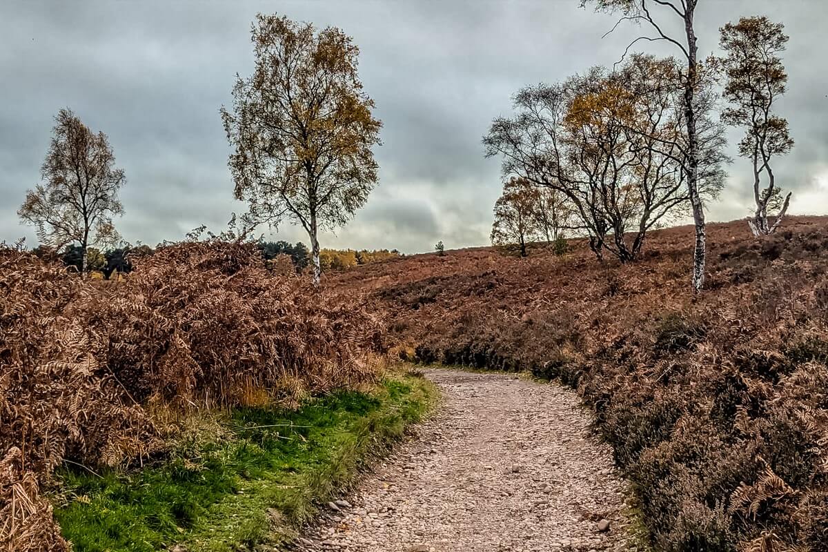 bracken an silver birch cannock chase cannock chase