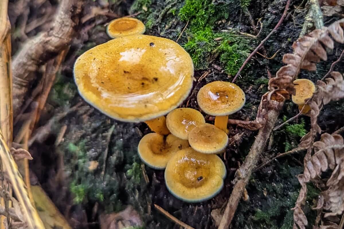 funghi cannock chase cannock chase