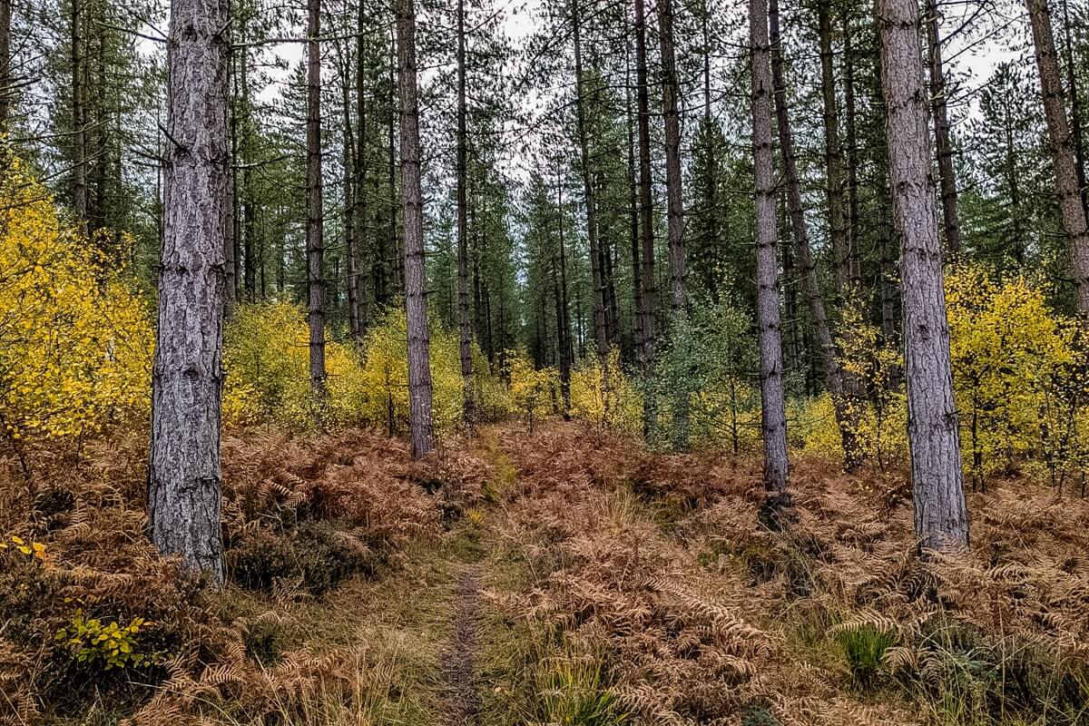 pine and deciduous trees cannock chase cannock chase