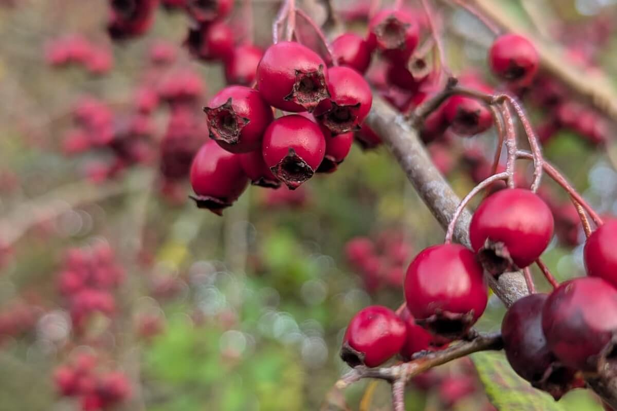 rosehips cannock chase cannock chase