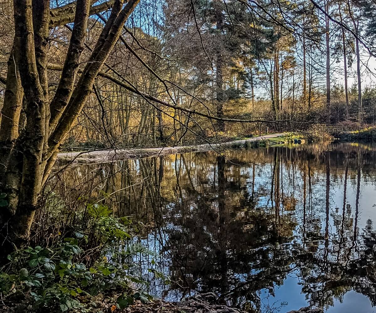 cannock chase winter wander