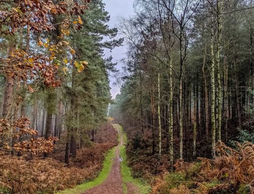 Back by popular demand