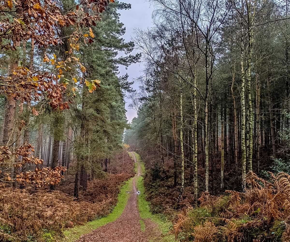 cannock chase