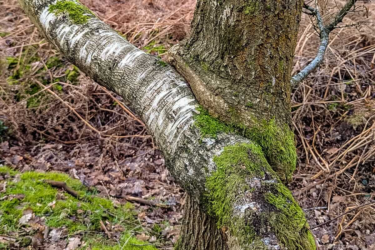 bizarre trees heart of england way