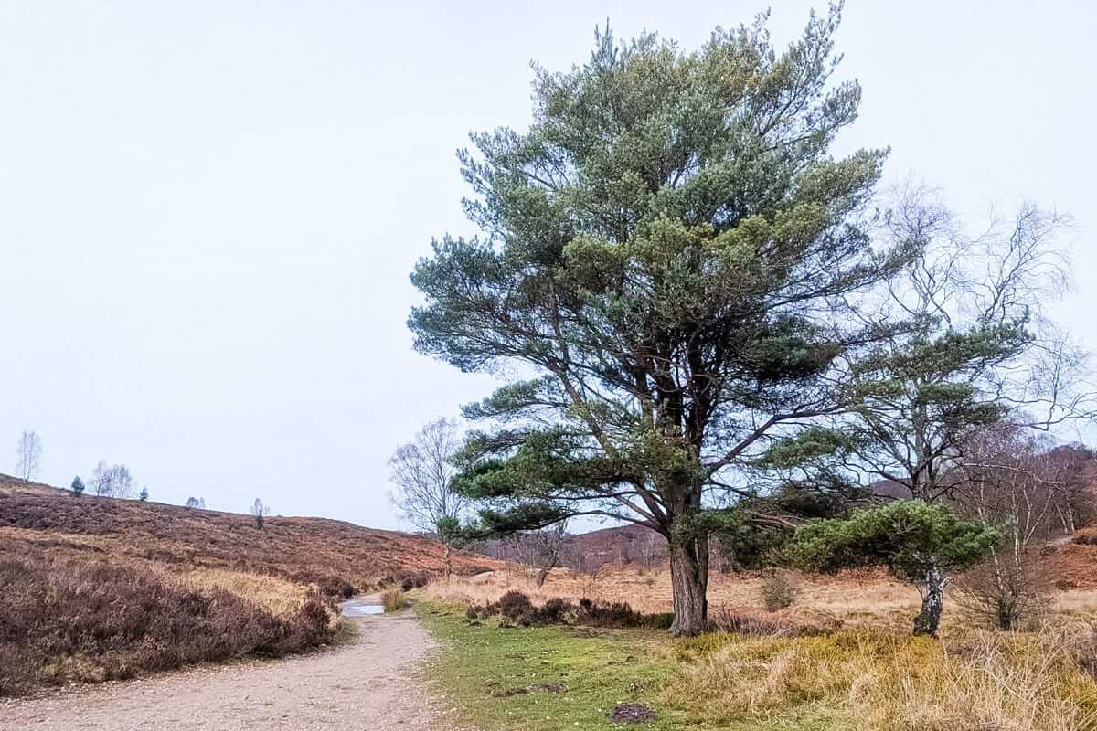 evergreen heart of england way