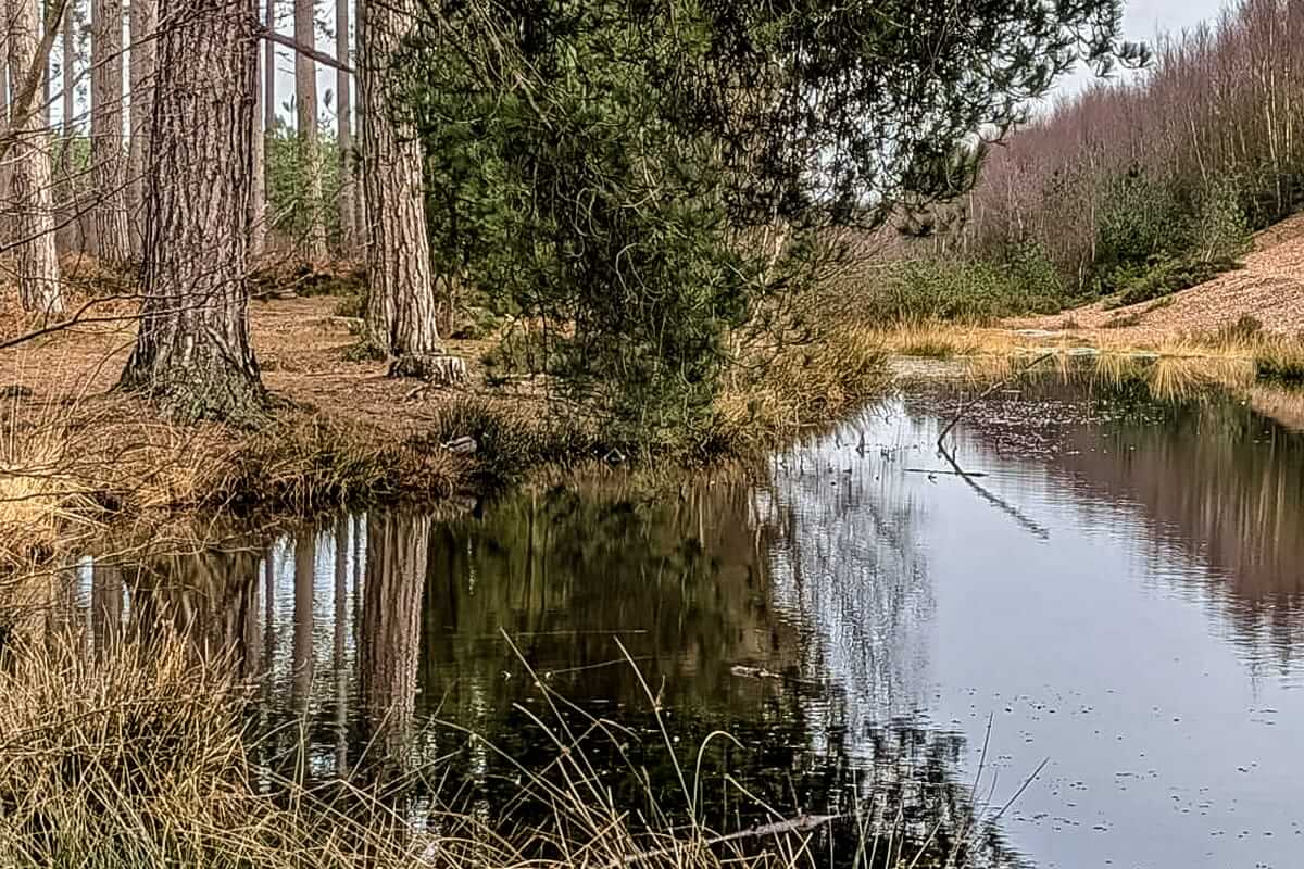 forest pool heart of england way