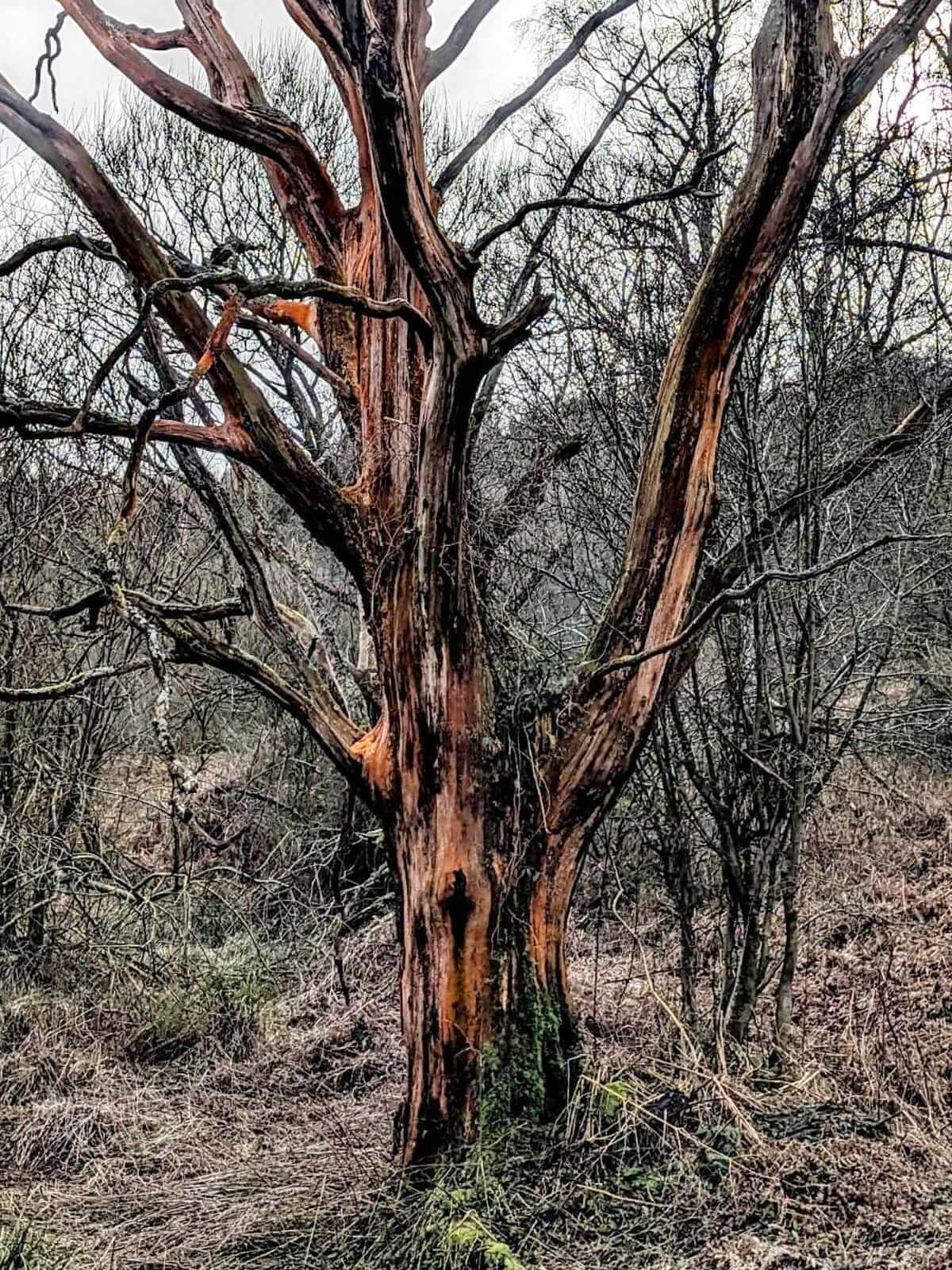 orange tree heart of england way heart of england way