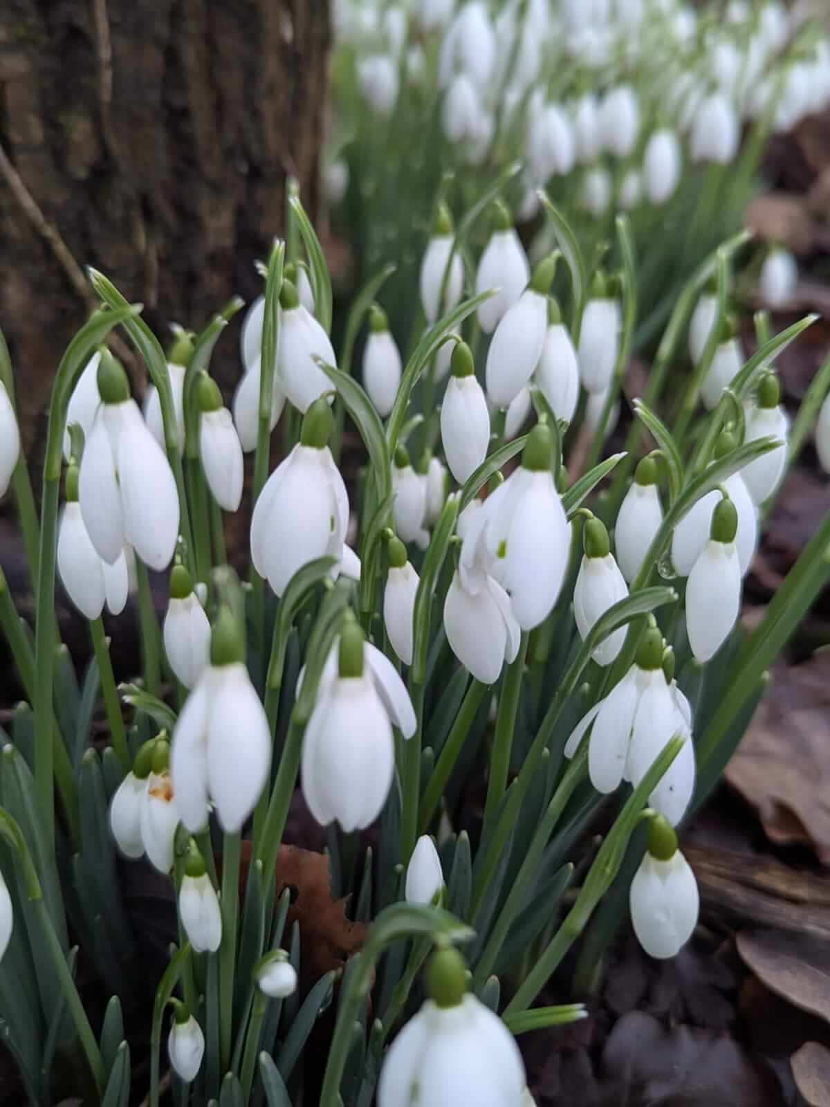 snowdrops