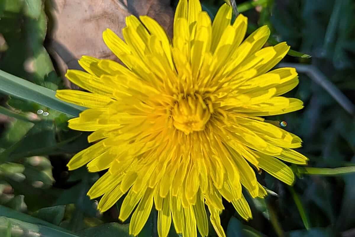 dandelion classic english countryside walk
