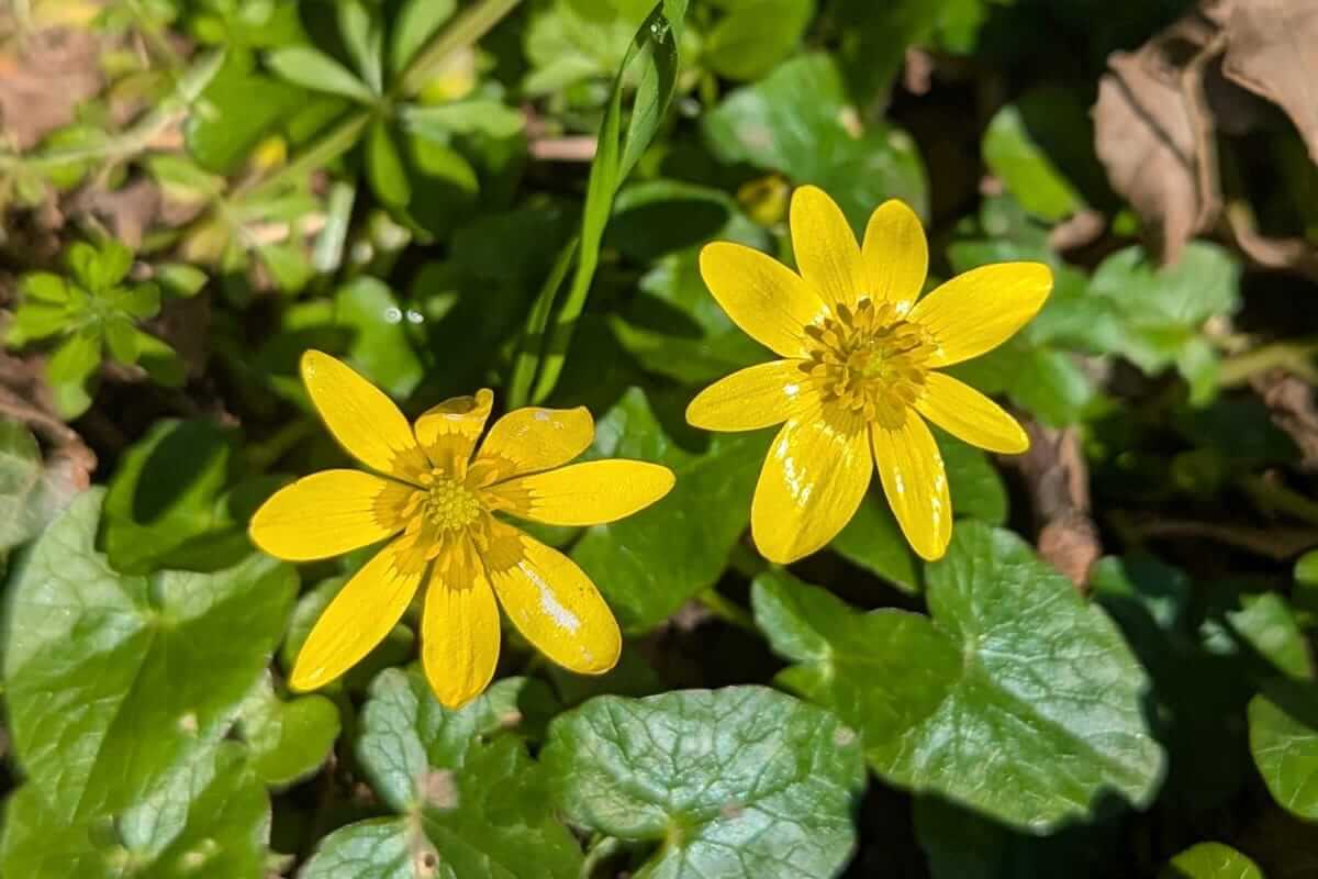 flowers classic english countryside walk