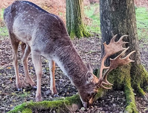 Tolkien’s Staffordshire walk
