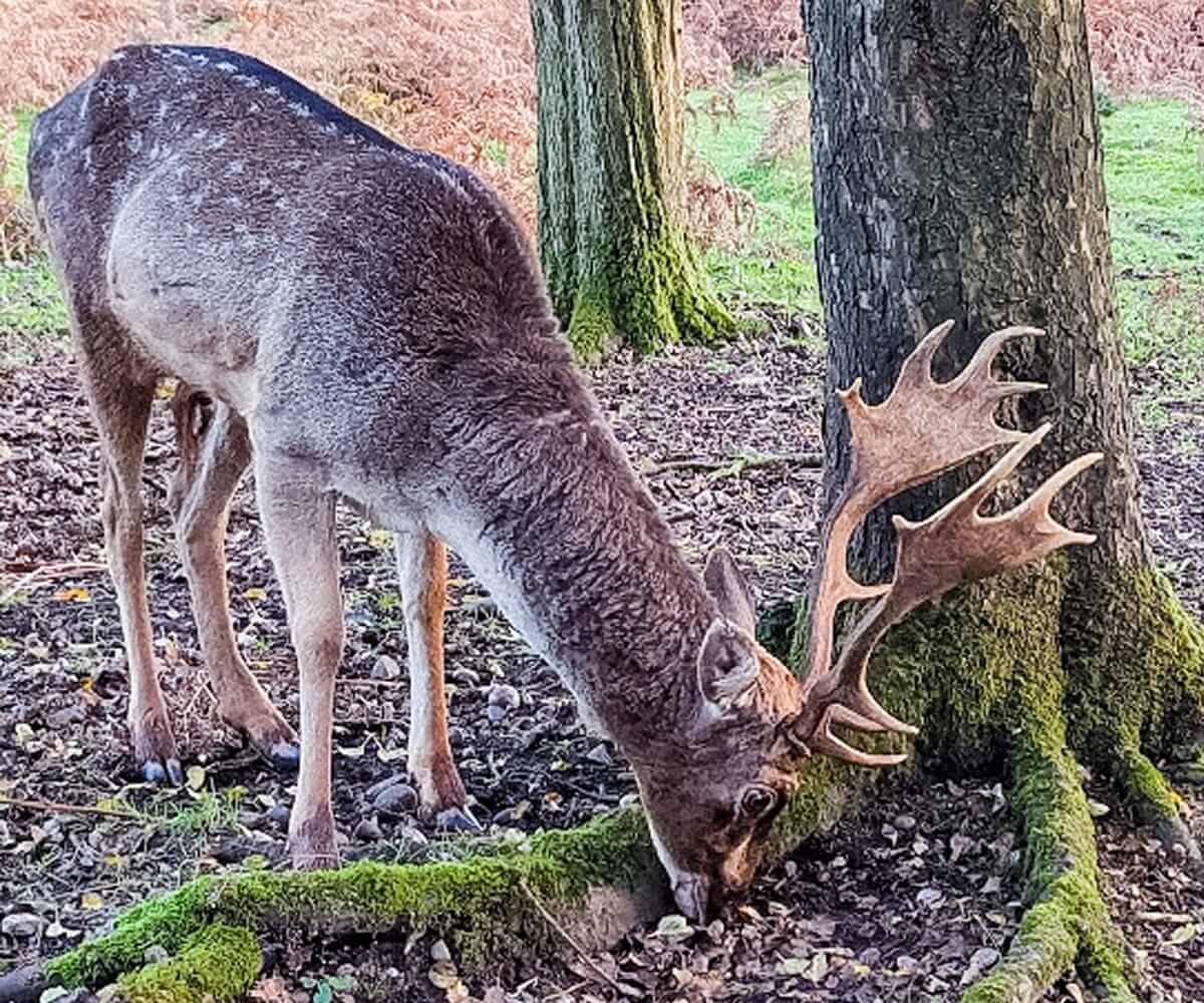 tolkien's staffordshire
