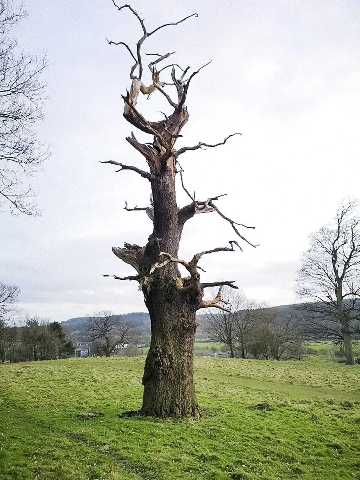 tolkien's staffordshire