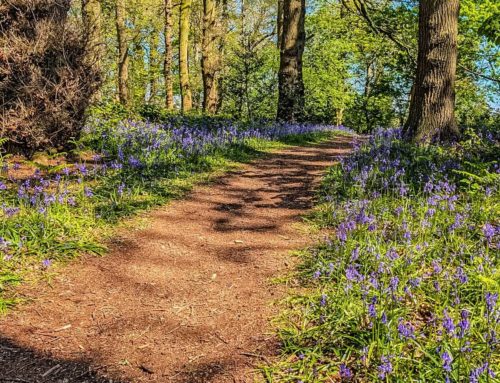 Blithfield Bluebells