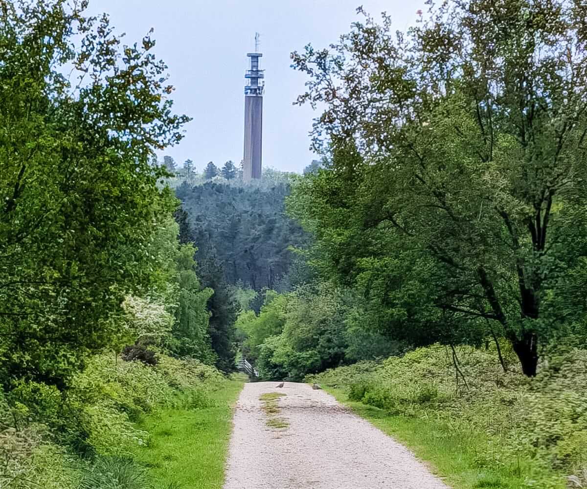 cannock chase early summer