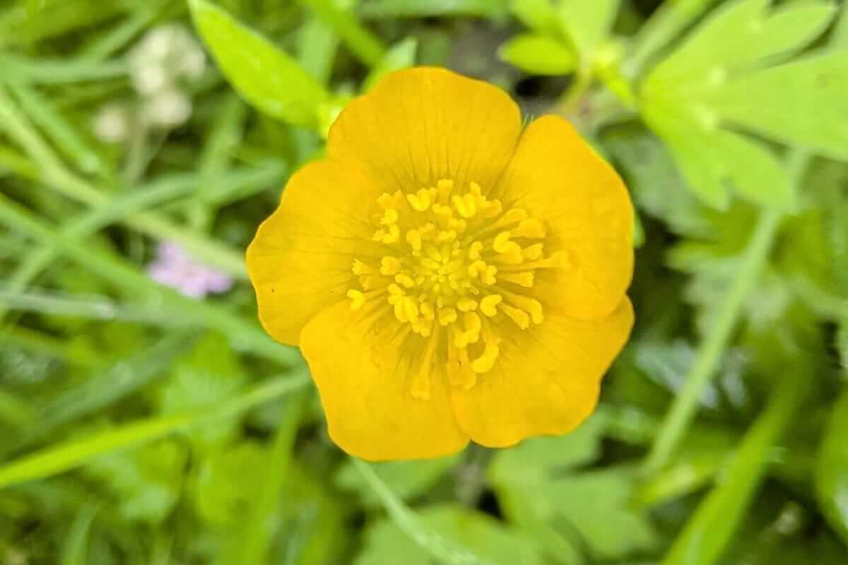 buttercup midsummer meander