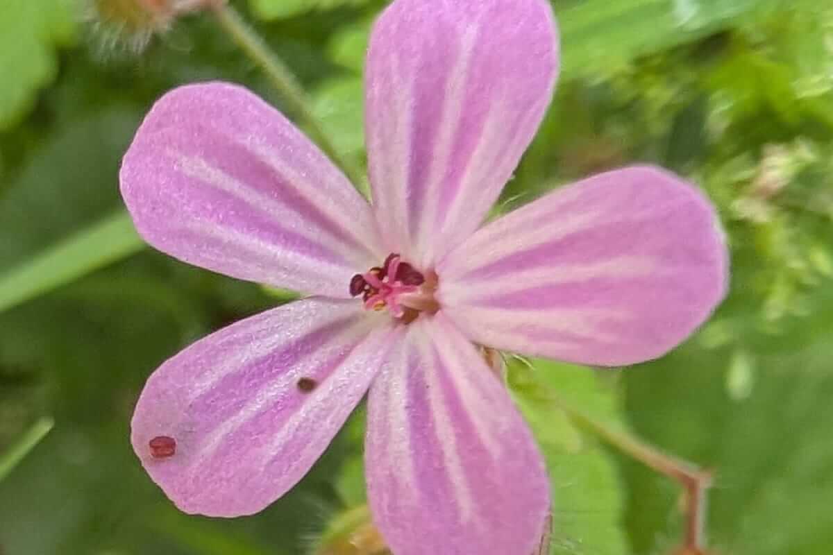 flower midsummer meander