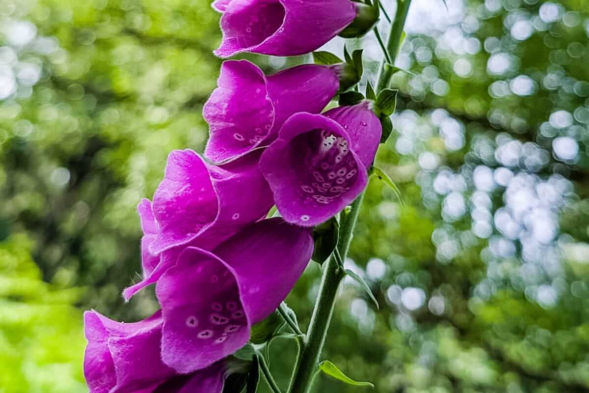 foxglove midsummer meander