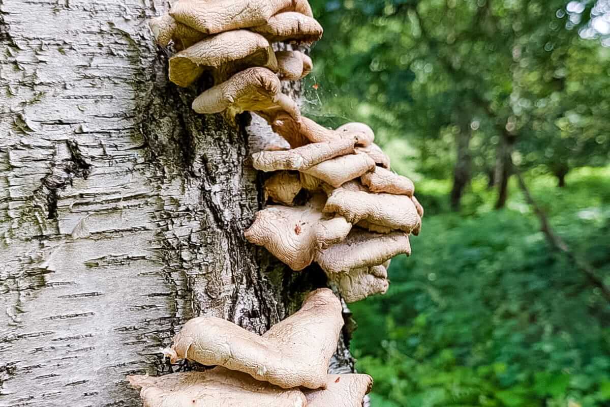 funghi midsummer meander