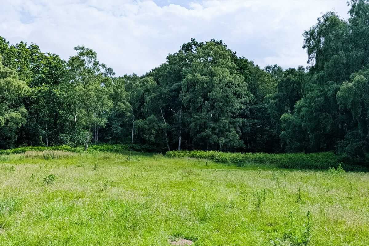 greenery midsummer meander