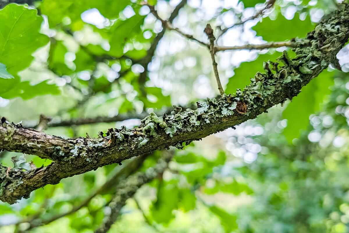 lichen midsummer meander
