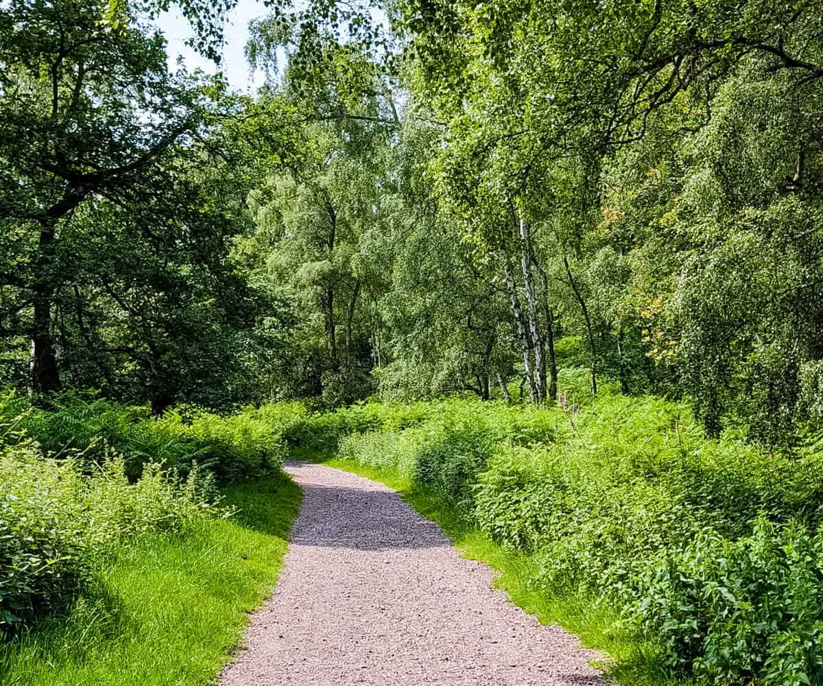 midsummer meander cannock chase midsummer meander