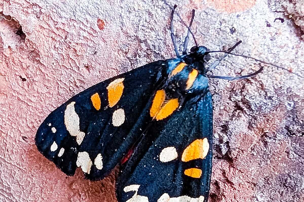 moth midsummer meander