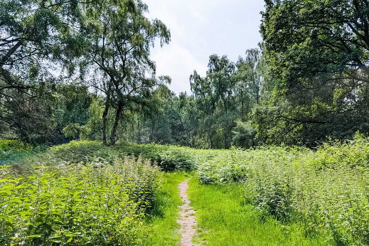 nettles midsummer meander