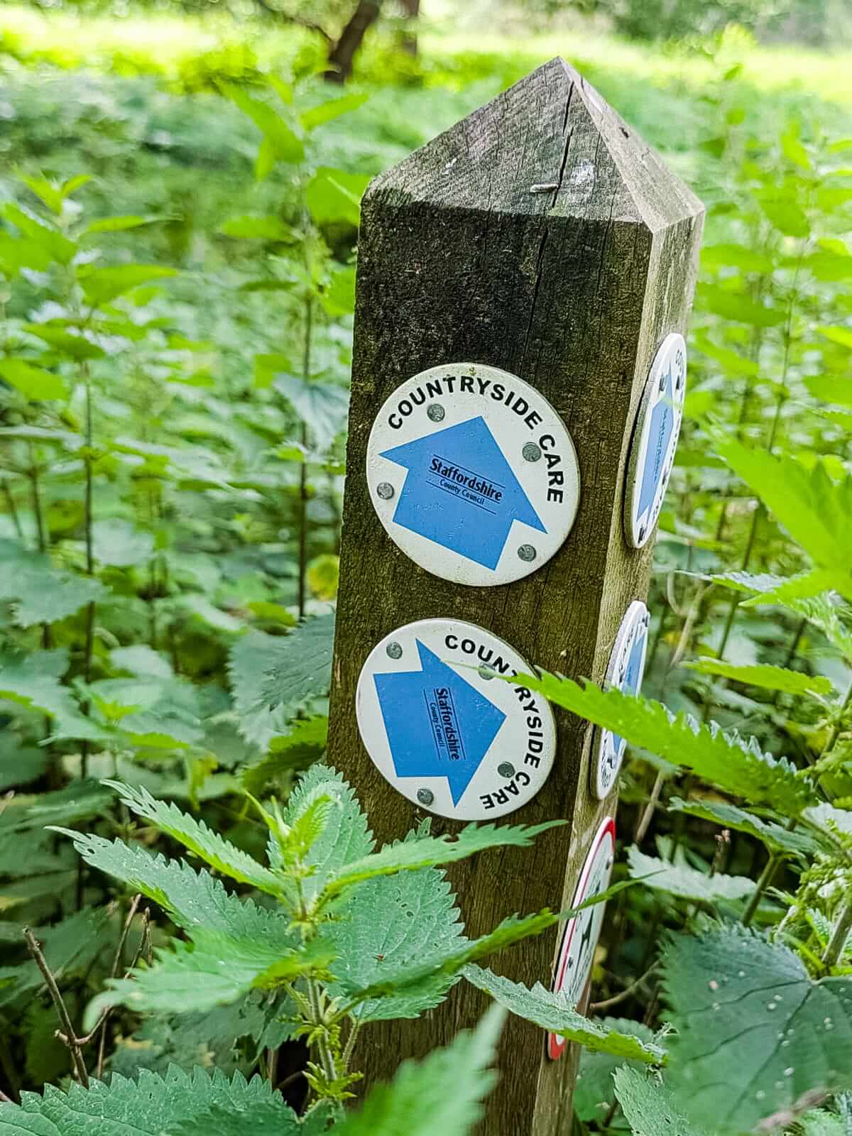signpost midsummer meander