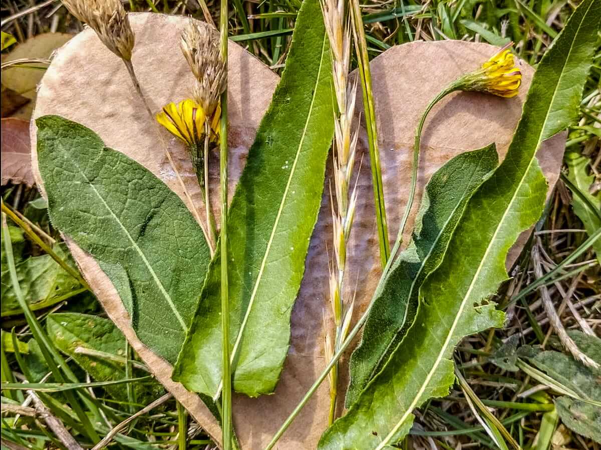 Nature Therapy Workshop 1