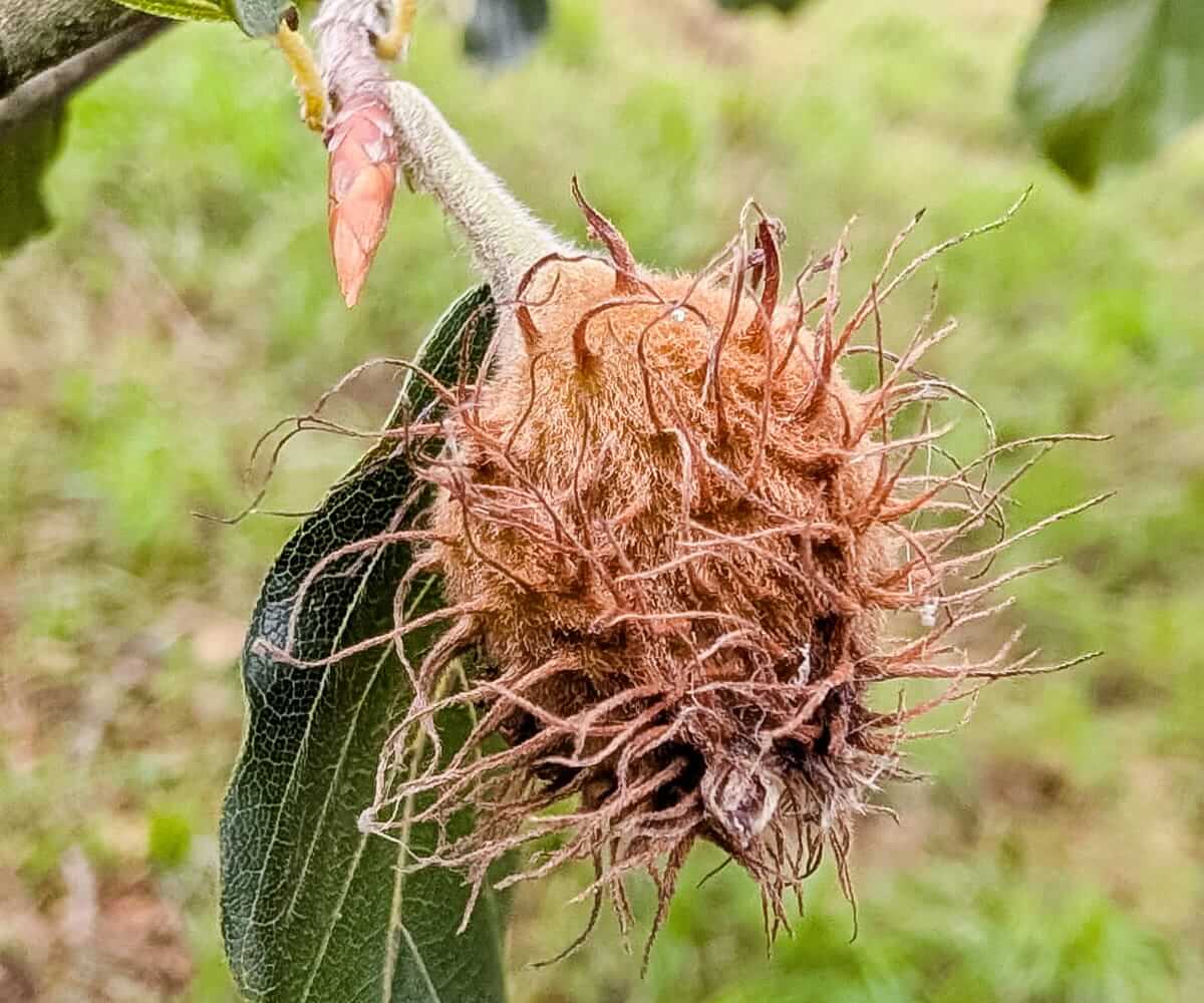 beech nuts