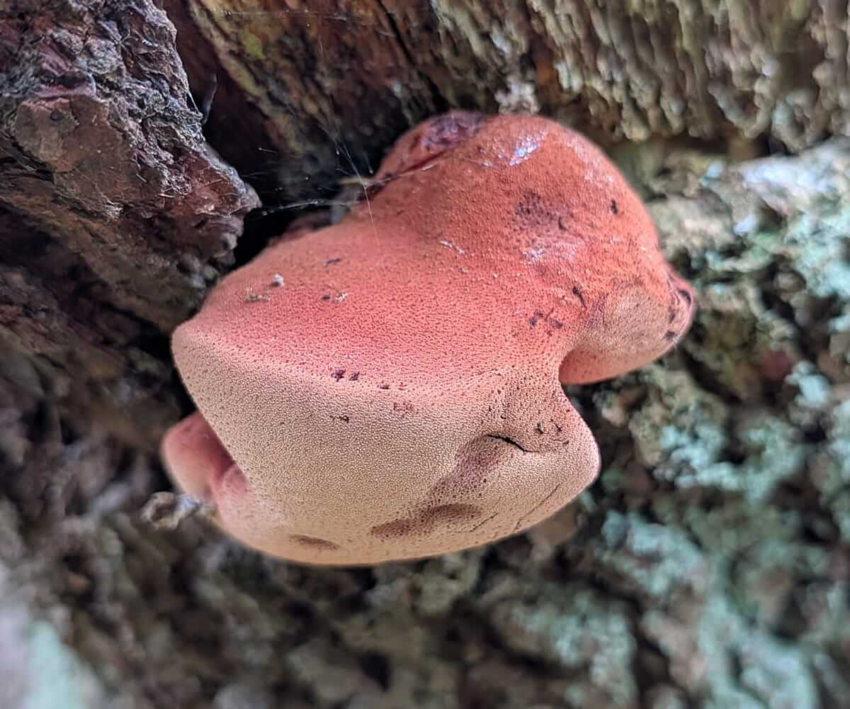 beefsteak fungus
