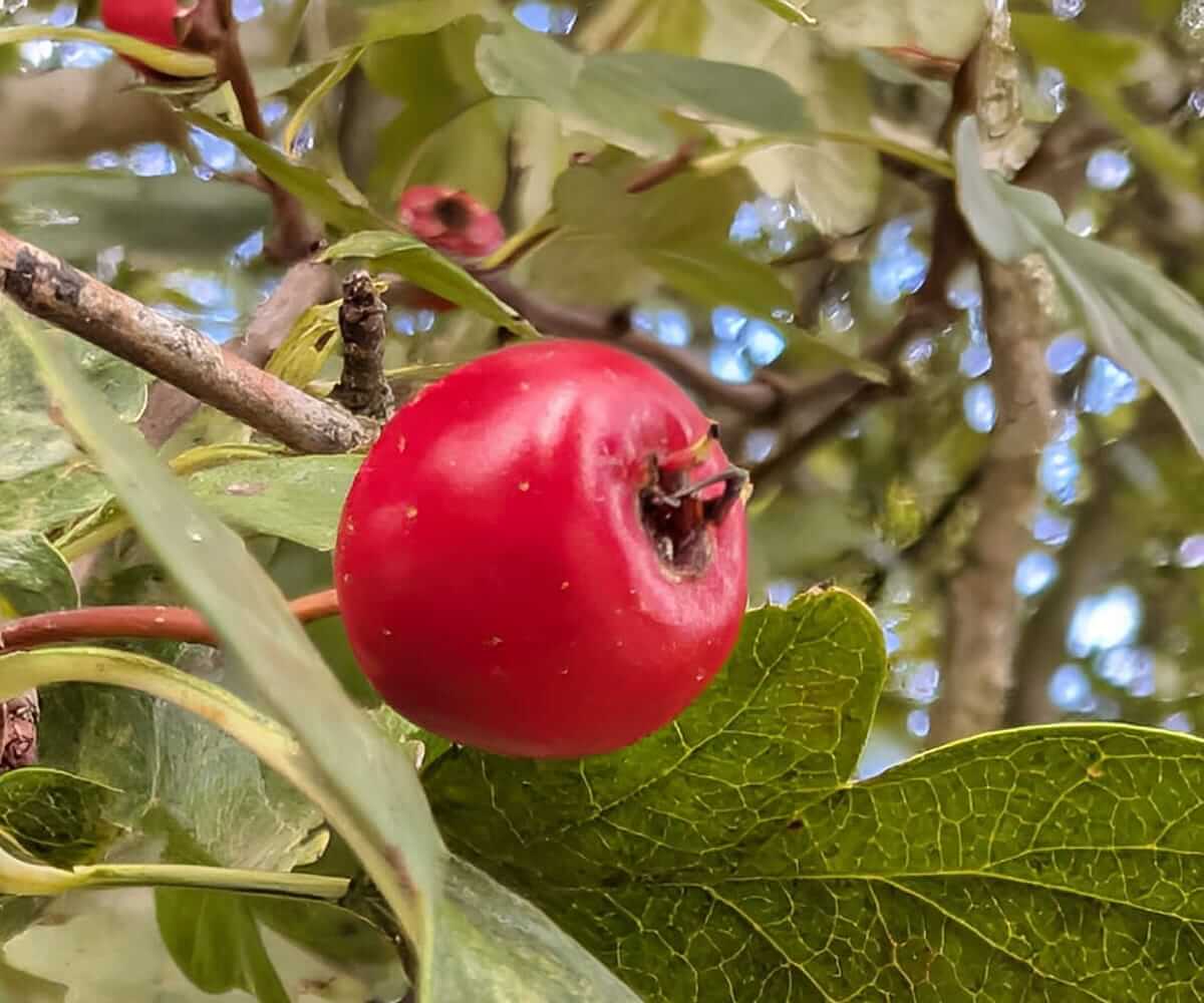 haw berry
