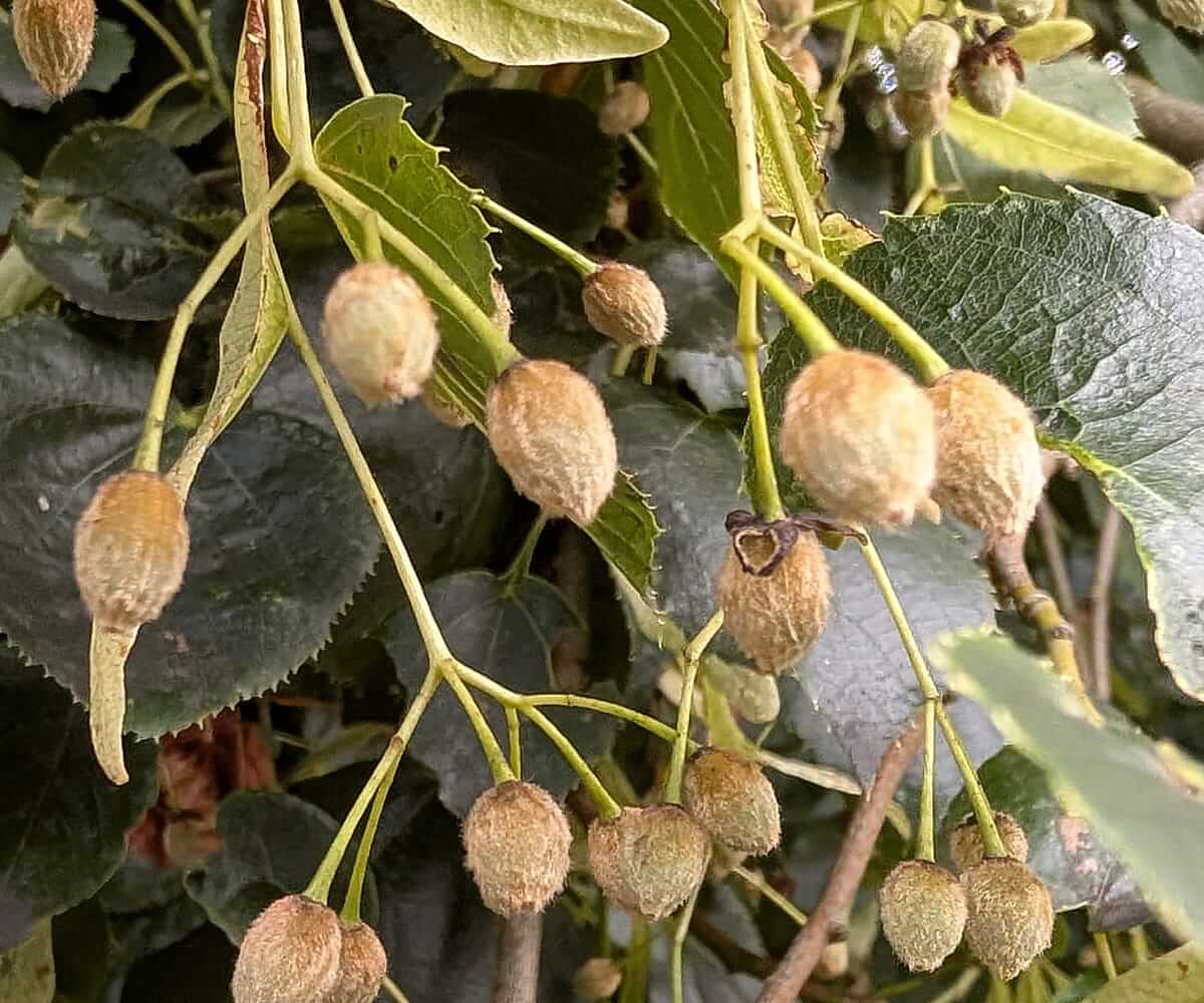 linden nuts