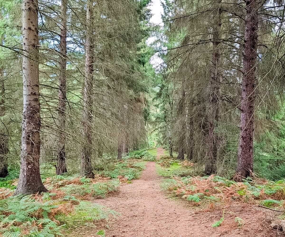 pine path