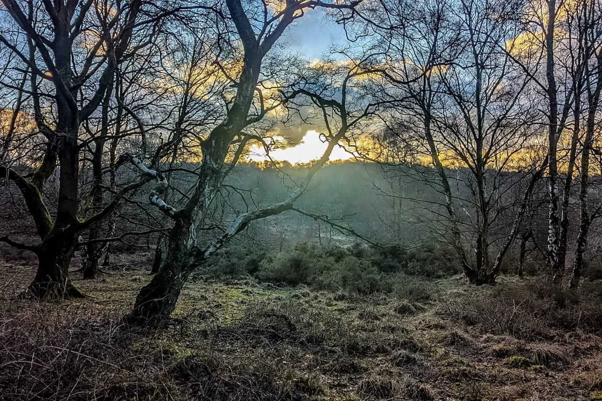 sunset through the trees east staffordshire walk