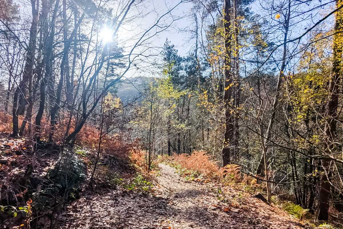sunshine through the trees east staffordshire walk