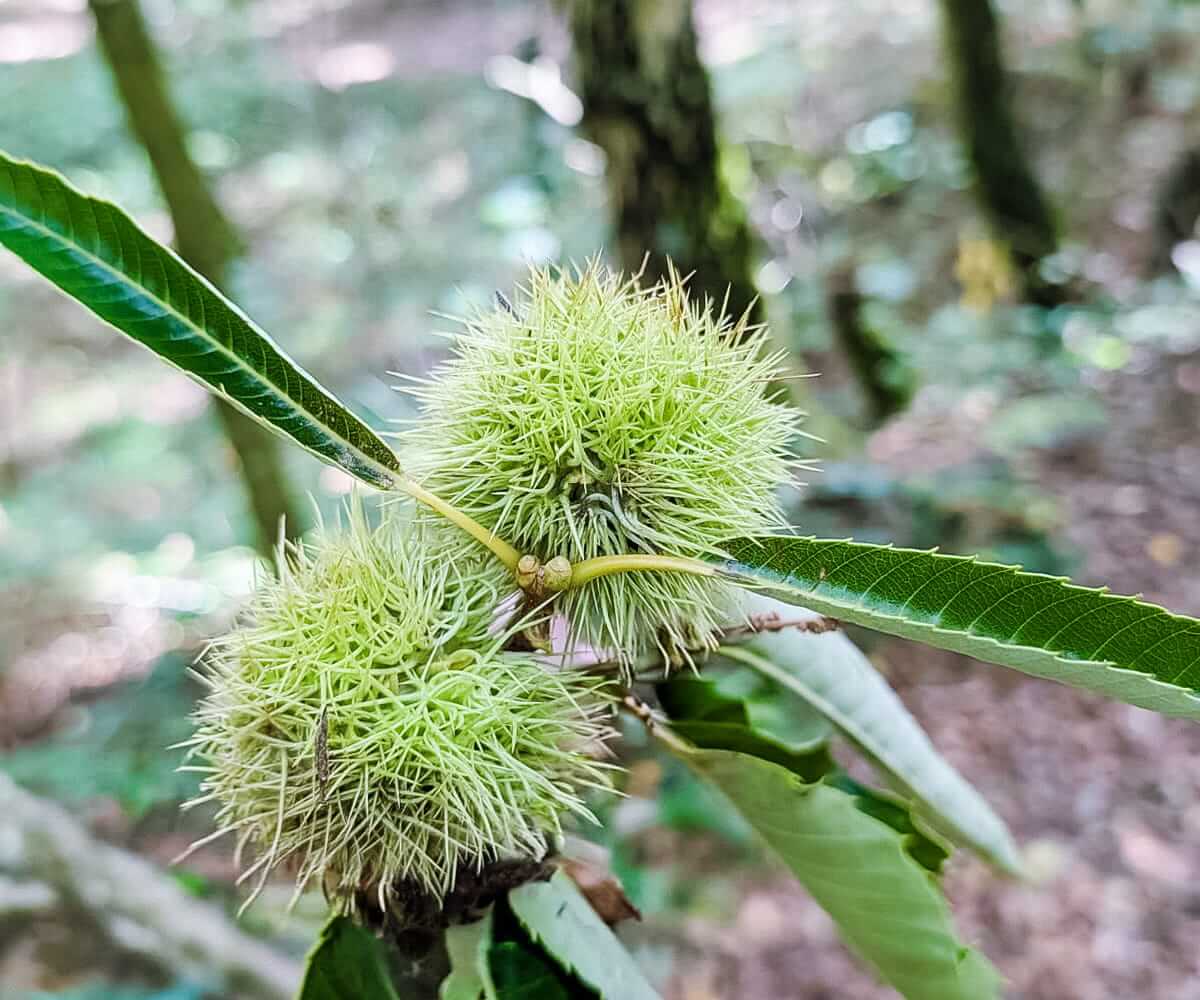 sweet chestnut
