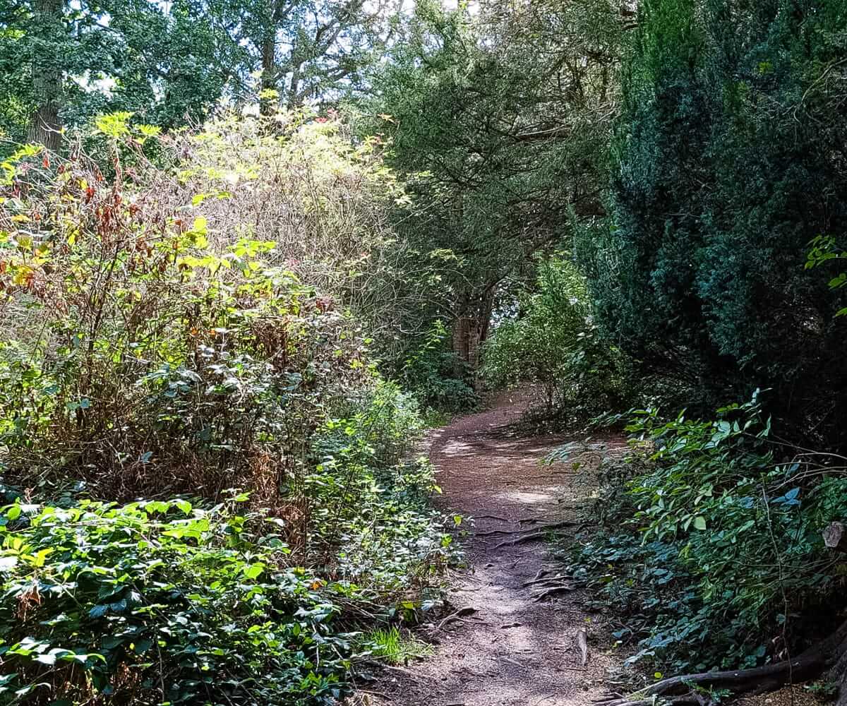 winding woodland path