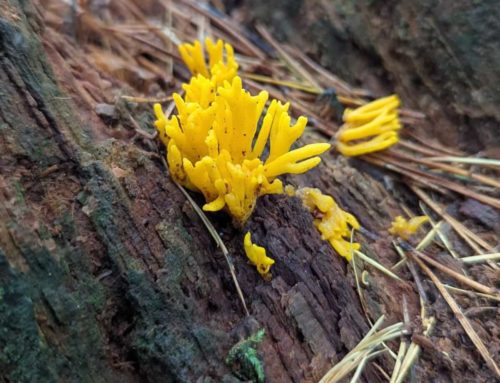 A colourful walk of discovery